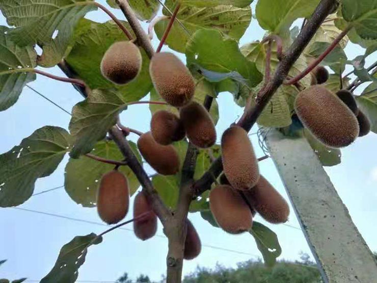 Z6·尊龙凯时(中国区)人生就是搏!